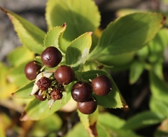 Teedia lucida