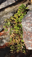 Teedia lucida