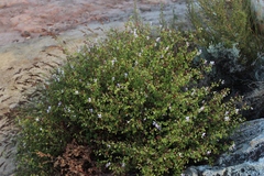 Pelargonium englerianum