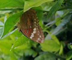 Anartia