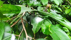 Myrmaplata plataleoides