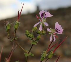 Pelargonium englerianum