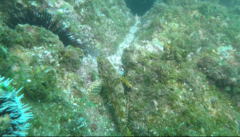 Chironemus marmoratus