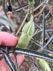 Cucurbita digitata