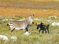 Equus zebra zebra