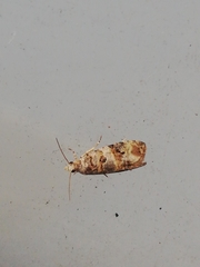 Lobesia botrana