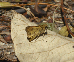 Polites vibex praeceps