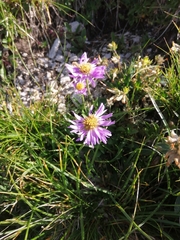 Aster alpinus