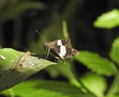 Notocrypta waigensis