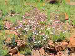 Trichodesma physaloides