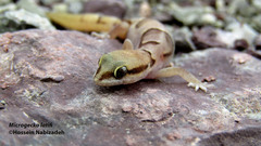 Microgecko latifi