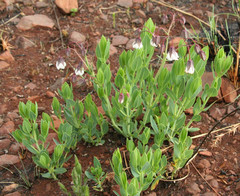 Trichodesma physaloides