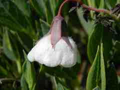 Trichodesma physaloides