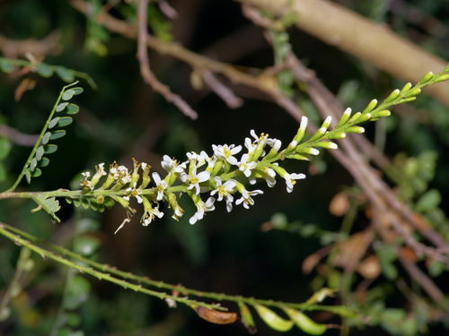 Eysenhardtia texana