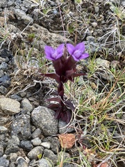 Gentianella campestris