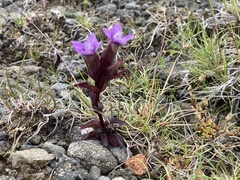Gentianella campestris