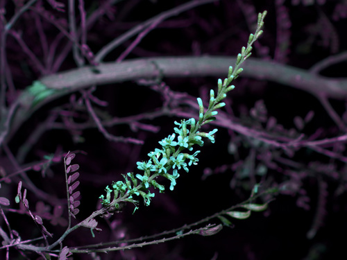 Eysenhardtia texana