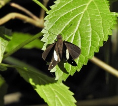 Notocrypta waigensis