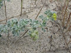 Medicago marina