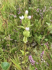 Gentianella campestris