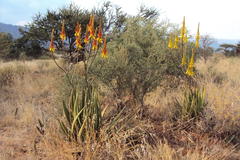 Aloe cryptopoda