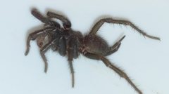 Australothele jamiesoni