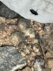 Melanophila acuminata