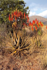 Aloe cryptopoda