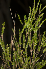 Triplarina imbricata