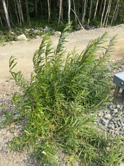 Salix schwerinii