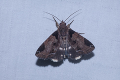 Ercheia