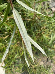 Salix schwerinii