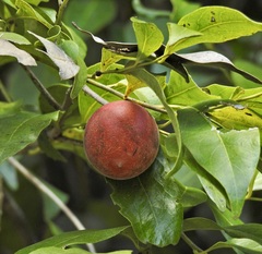 Diospyros hebecarpa