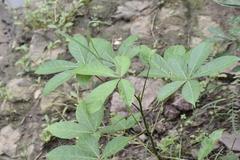 Rauvolfia tetraphylla