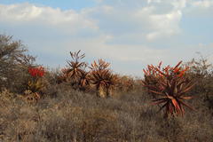 Aloe marlothii marlothii