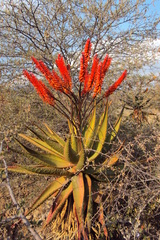 Aloe marlothii marlothii