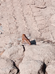 Apatura ilia