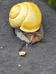 Cepaea nemoralis