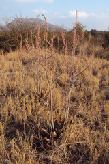 Aloe burgersfortensis