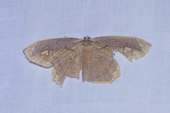 Pareumelea eugeniata