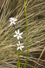 Wurmbea biglandulosa