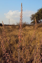 Aloe burgersfortensis