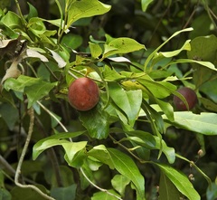 Diospyros hebecarpa