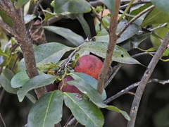 Diospyros hebecarpa