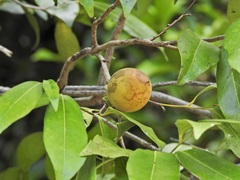 Diospyros hebecarpa