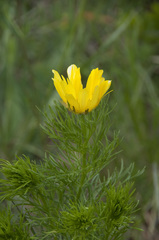 Adonis vernalis