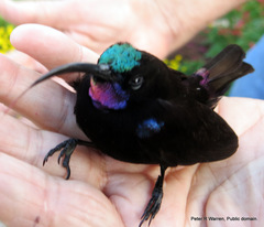Chalcomitra amethystina amethystina