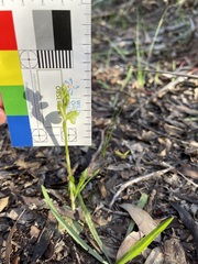 Pterostylis mutica