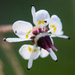 Micranthes odontoloma - Photo (c) Ken-ichi Ueda,  זכויות יוצרים חלקיות (CC BY)