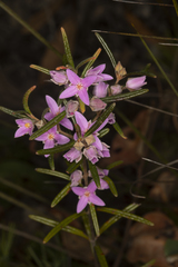 Boronia hapalophylla